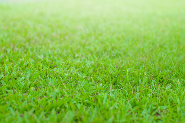 istock Close up green grass field with blur park background,Spring and summer concept 683493846