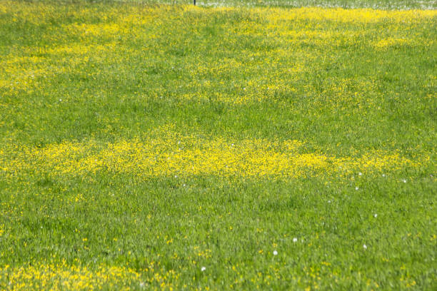 on a sunny day at springtime in may in south germany blue sky and green grass with yellow bloom