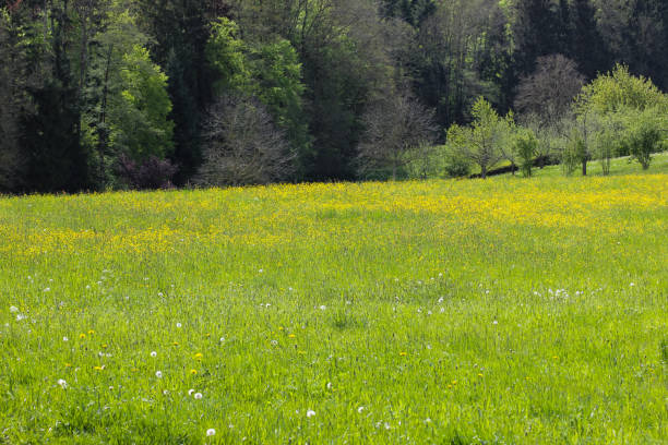 istock landscape in may in south german springtime 683494068