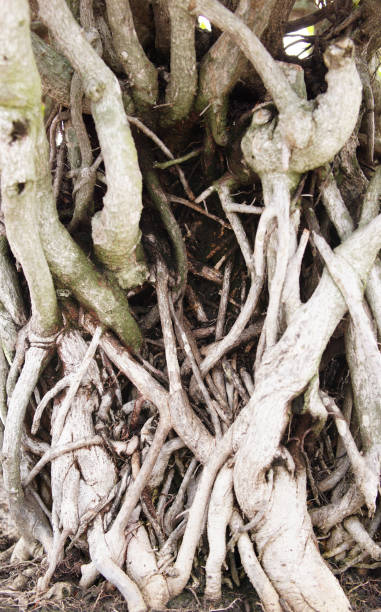 istock root of old tree in the park. 683494166