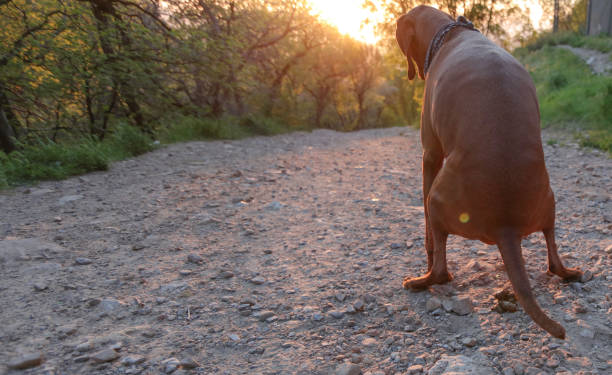 Loyal dog waiting at sunset. Lost labrador retriever sitting on country road between fields.