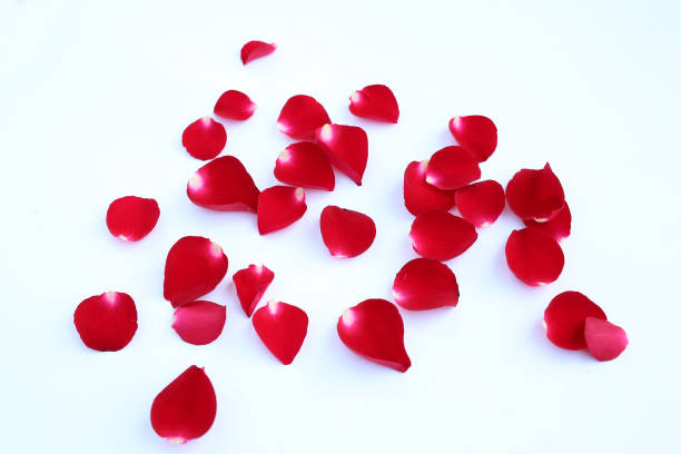 istock Abstract of red rose petals isolated on a white background. 683499456