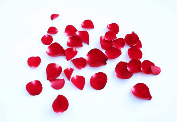 istock Abstract of red rose petals isolated on a white background. 683499476