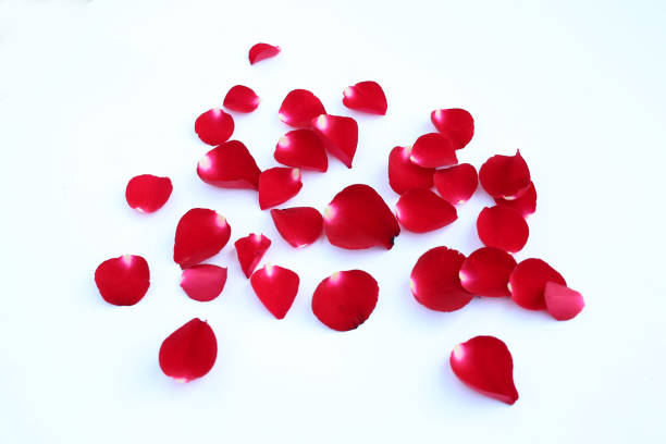 istock Abstract of red rose petals isolated on a white background. 683499502