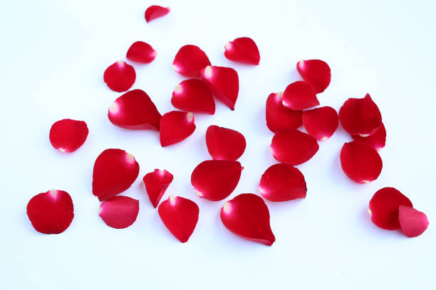 istock Abstract of red rose petals isolated on a white background. 683499524