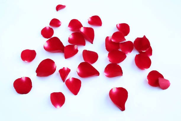 istock Abstract of red rose petals isolated on a white background. 683499564
