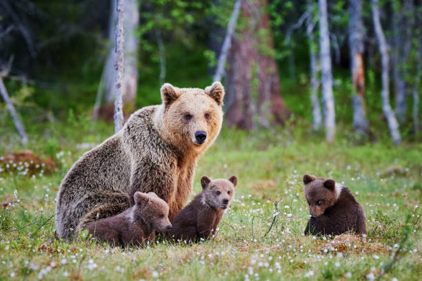 istock Female brown bear and her cubs 683508790