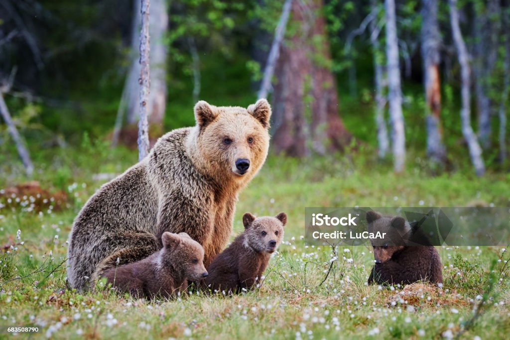 Female brown bear and her cubs Mother bear protects her three little puppies in the finnish taiga Bear Stock Photo