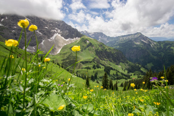 istock Flower meadow high up in the mountains 683509432