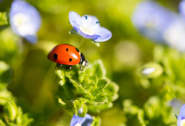 istock Ladybug on small blue flowers in nature 683512146