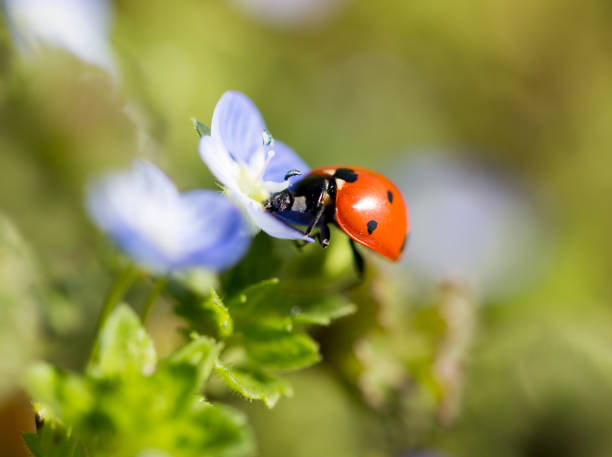 istock Ladybug on small blue flowers in nature 683512264