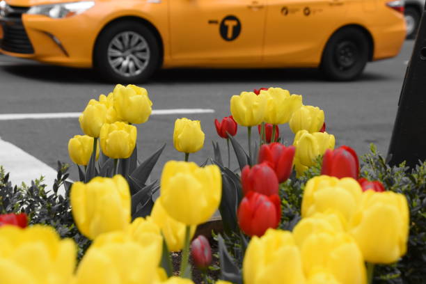istock Garden on a New York street 683512576