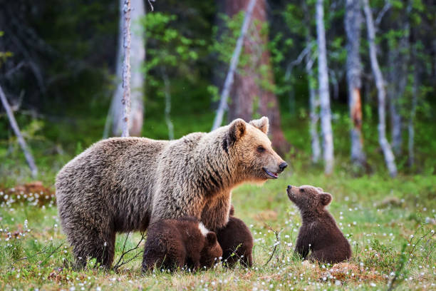 istock Female brown bear and her cubs 683514812