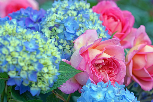 Inglés Color De Rosa Y Hortensia Foto de stock y más banco de imágenes de Aire libre - Aire libre, Alemania, Arbusto - iStock Inglés Color De Rosa Y Hortensia Foto de stock y más banco de imágenes de Aire libre - Aire libre, Alemania, Arbusto - iStock