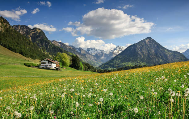 istock Flower meadow and snow covered mountains 683515900