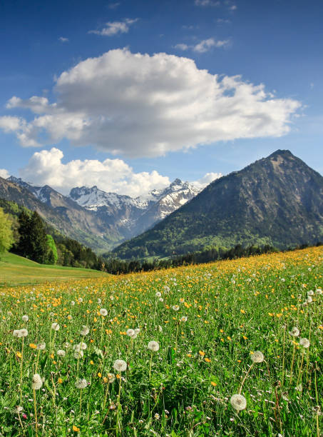 istock Flower meadow and snow covered mountains 683516054
