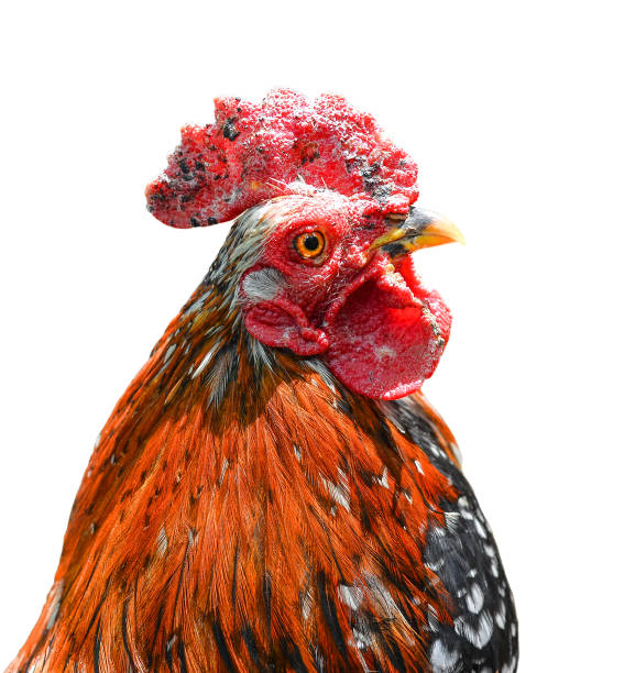 istock Big beautiful male rooster isolated on white background. 683518834