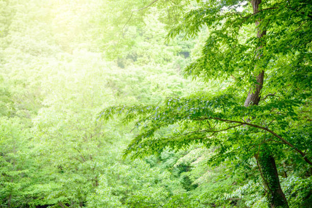 In the deep forest, fresh green trees, the scenery of the Japanese forest, the symbol of ecology,