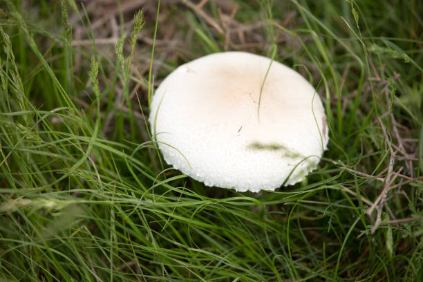 White mushroom on nature in the grass .