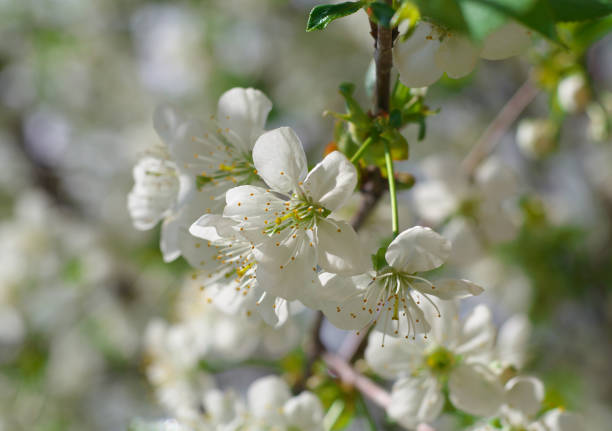 istock white Cherry flowers on the branch tree at the springtime in sunny day 683527148