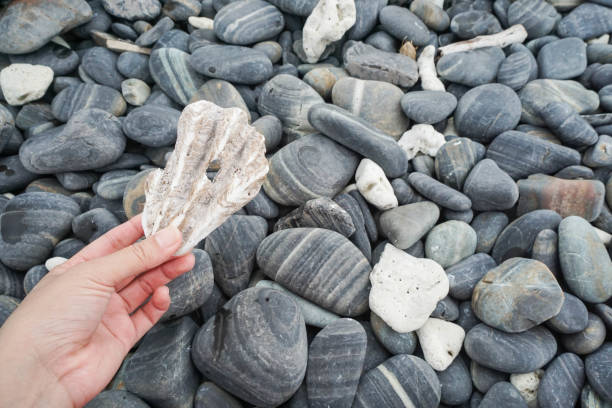 istock woman hold shell fossil among stone heap 683527684