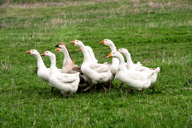 istock Flock of geese grazing on grass in spring field 683529864
