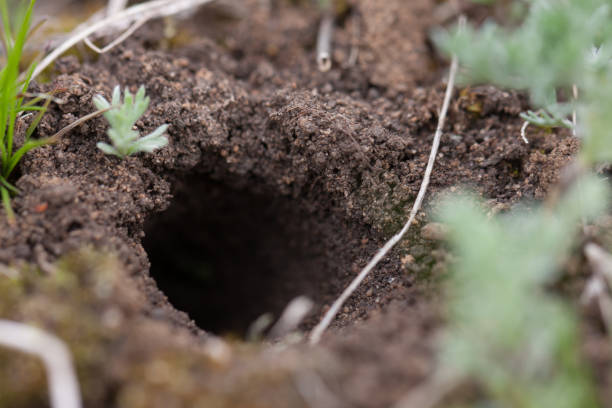 istock animal burrow or home underground on a hillside 683531190