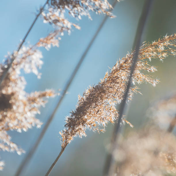 istock Reeds against the bright sunlight in summer 683533950