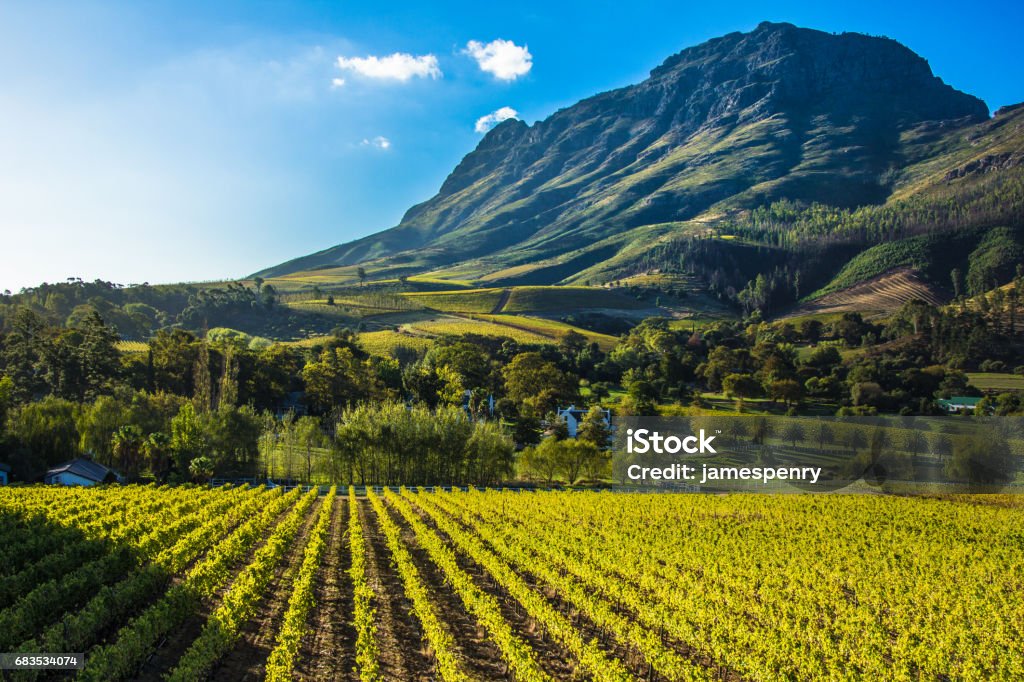 Vineyard mountian A vineyeard sitting at the base of a mountain in the evening sun. South Africa Stock Photo
