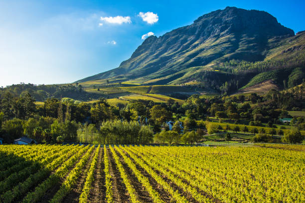 Vineyard mountian A vineyeard sitting at the base of a mountain in the evening sun. boland south africa stock pictures, royalty-free photos & images