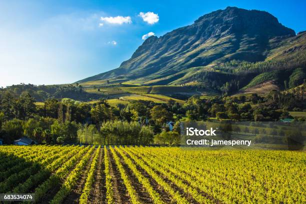 Vineyard Mountian Stock Photo - Download Image Now - South Africa, Stellenbosch, Vineyard