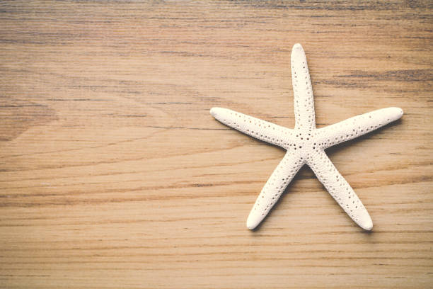 istock Shell on brown wood background, concept summer time 683534404