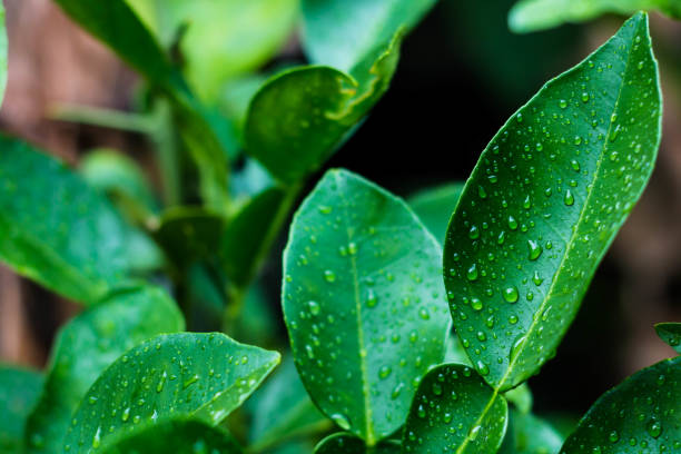 istock Water drops on the green leaves bergamot. 683534596