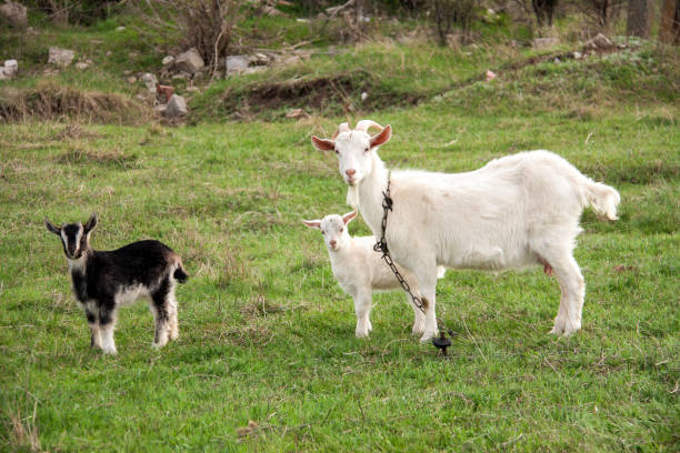istock Goat with a kid is grazing on green grass 683535642