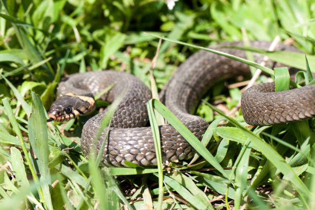 istock grass snake Natrix natrix in the grass 683536316
