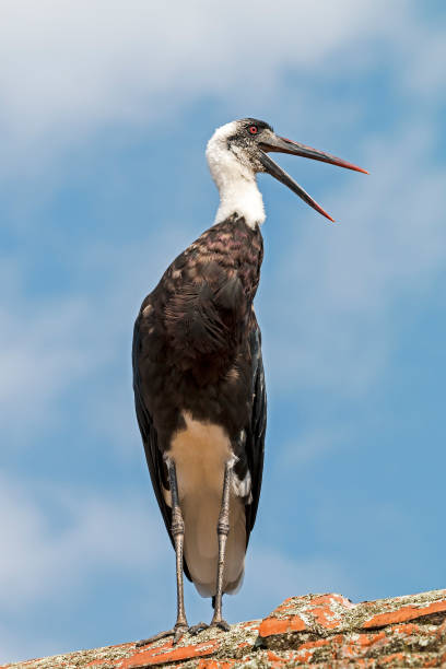 istock Single Woolly Necked stork against Blue Cloudy Sky 683538638