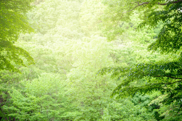 Beautiful nature at morning in spring forest