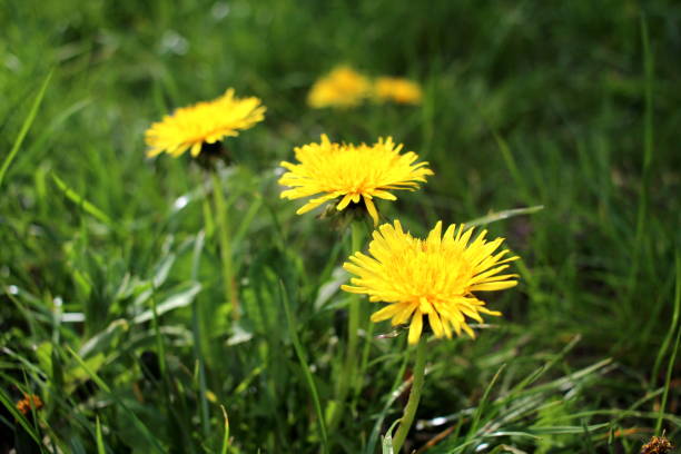 istock Dandelions in the grass under the sun 683538900