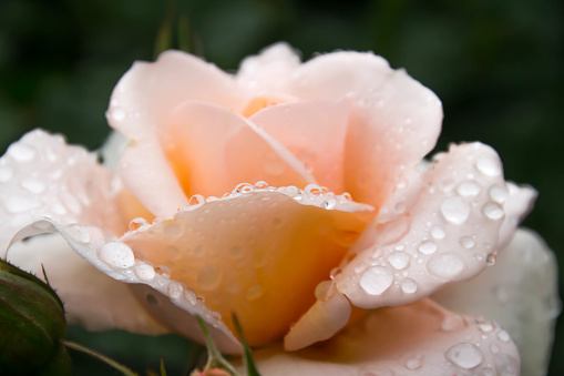 It is raining on the beautiful roses.