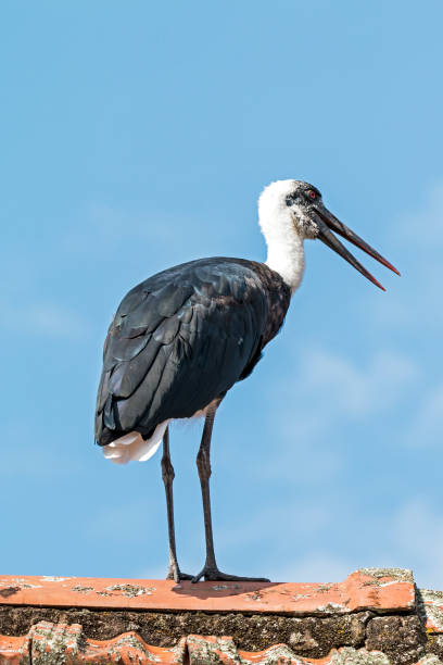 istock Single Woolly Necked stork against Blue Cloudy Sky 683539214
