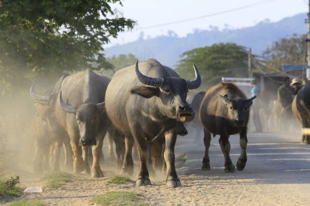 istock Buffaloes on the way back home in Dak Lak, Vietnam 683540006