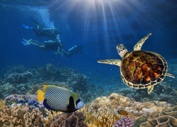 istock Scuba divers explore a coral reef 683540060