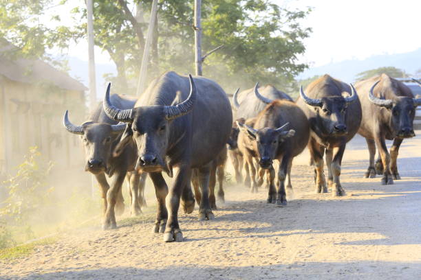 istock Buffaloes on the way back home in Dak Lak, Vietnam 683540252