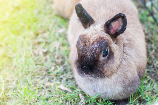 istock Cute Netherlands dwarf bunny on green grass with light effect 683542436