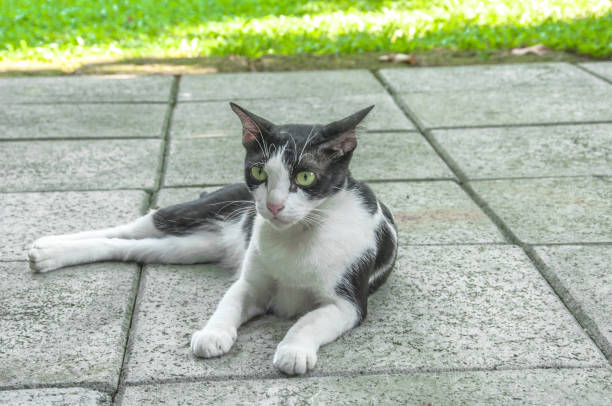 istock cat laying in the garden 683545054
