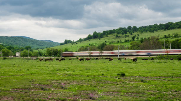 pastando vacas e búfalos no prado até os trilhos ferroviários dos quais o trem passa. o trem está um pouco embaçado, dando a sensação de movimento no trem. parte 1 - cattle station - fotografias e filmes do acervo