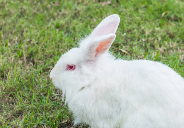istock Cute Newzealand white rabbit, lion head rabbit on green grass 683545110