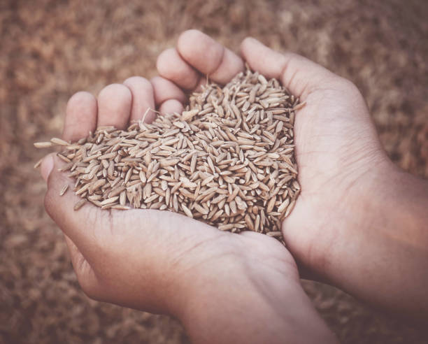 istock Hand holding golden newly harvested paddy seeds 683545420