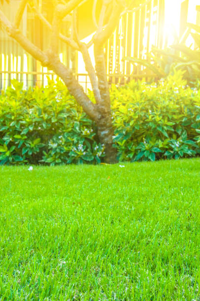 istock Close up green grass field with blur park background,Spring and summer concept 683548356