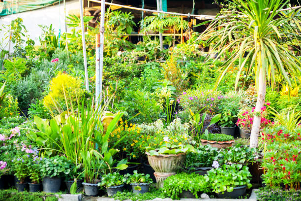istock Tropical plants at gardening shop 683548680
